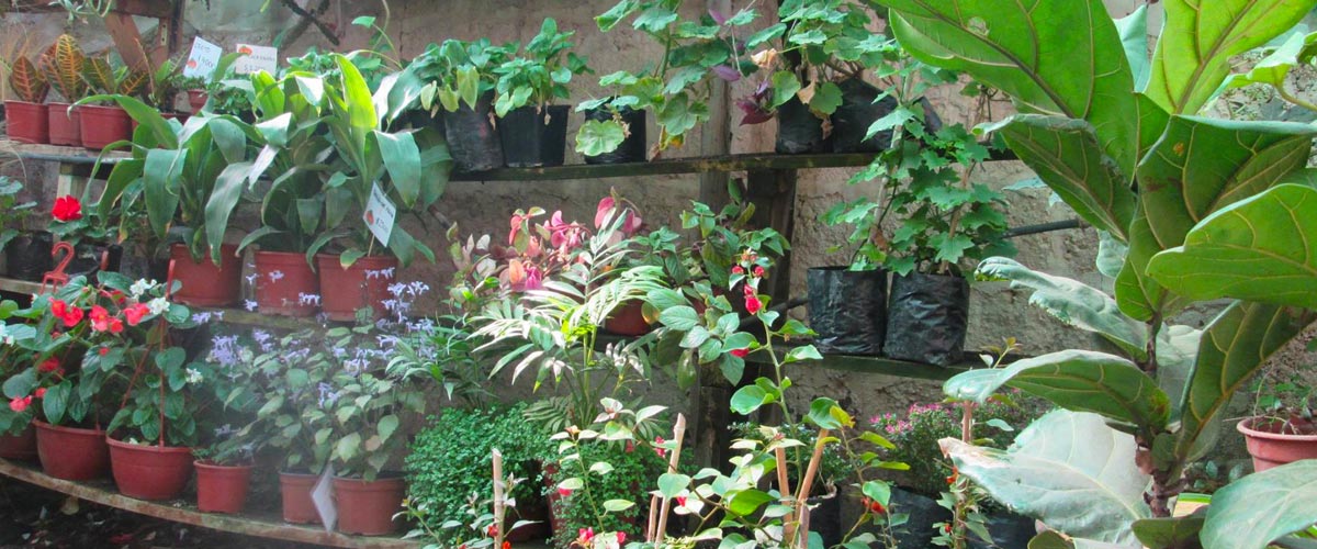 Plantas de interior y exterior